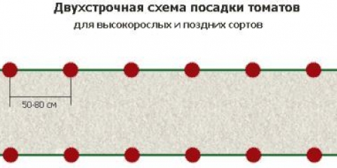 Kako saditi paradajz u otvorenom tlu - pravilna sadnja